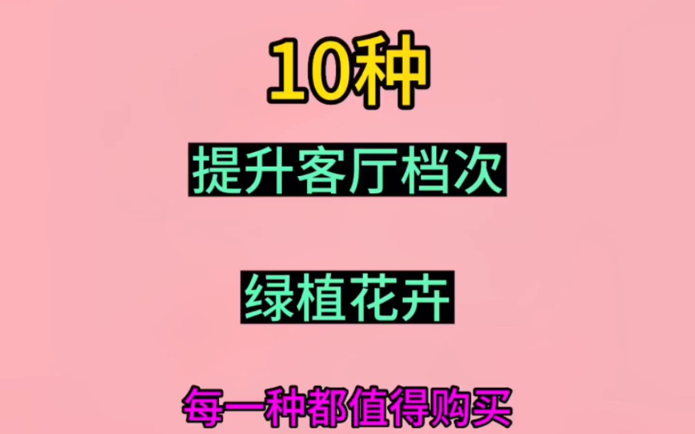 十种提升客厅档次的绿植花卉,每一件都值得购买哔哩哔哩bilibili