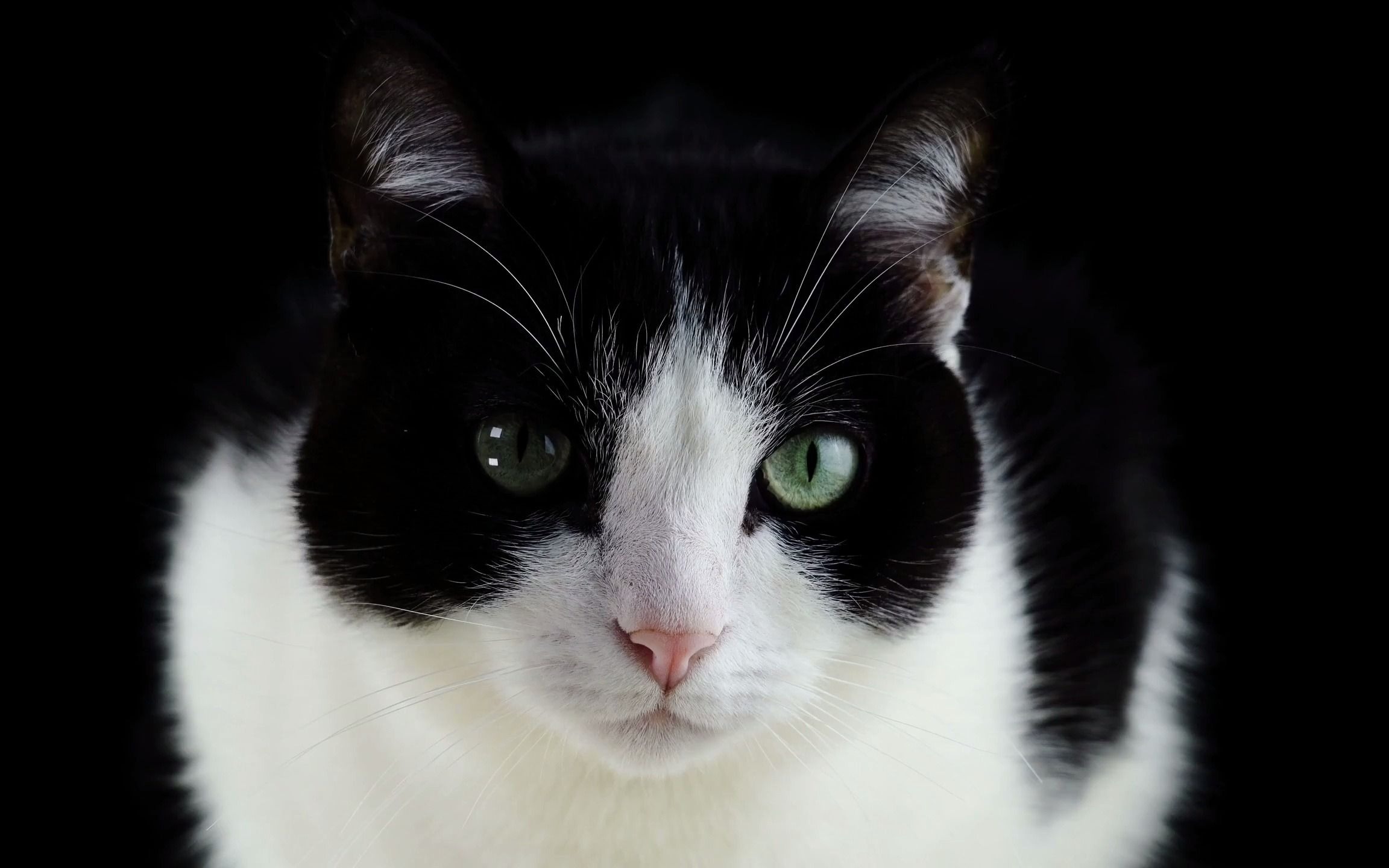 高清4k视频素材可爱的猫咪 视频音乐制作up主提供