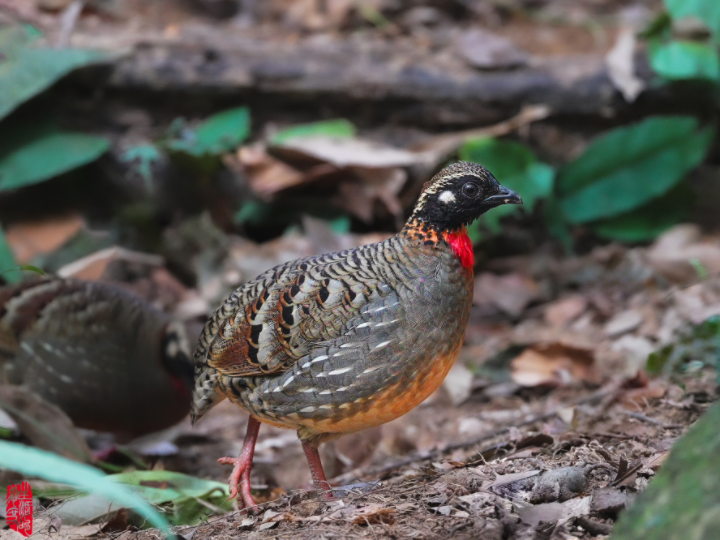 中国特有珍稀鸟种#海南山鹧鸪#海南孔雀雉