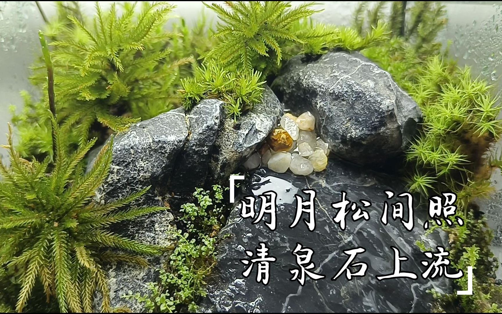 《山居秋暝》苔藓微景观哔哩哔哩bilibili