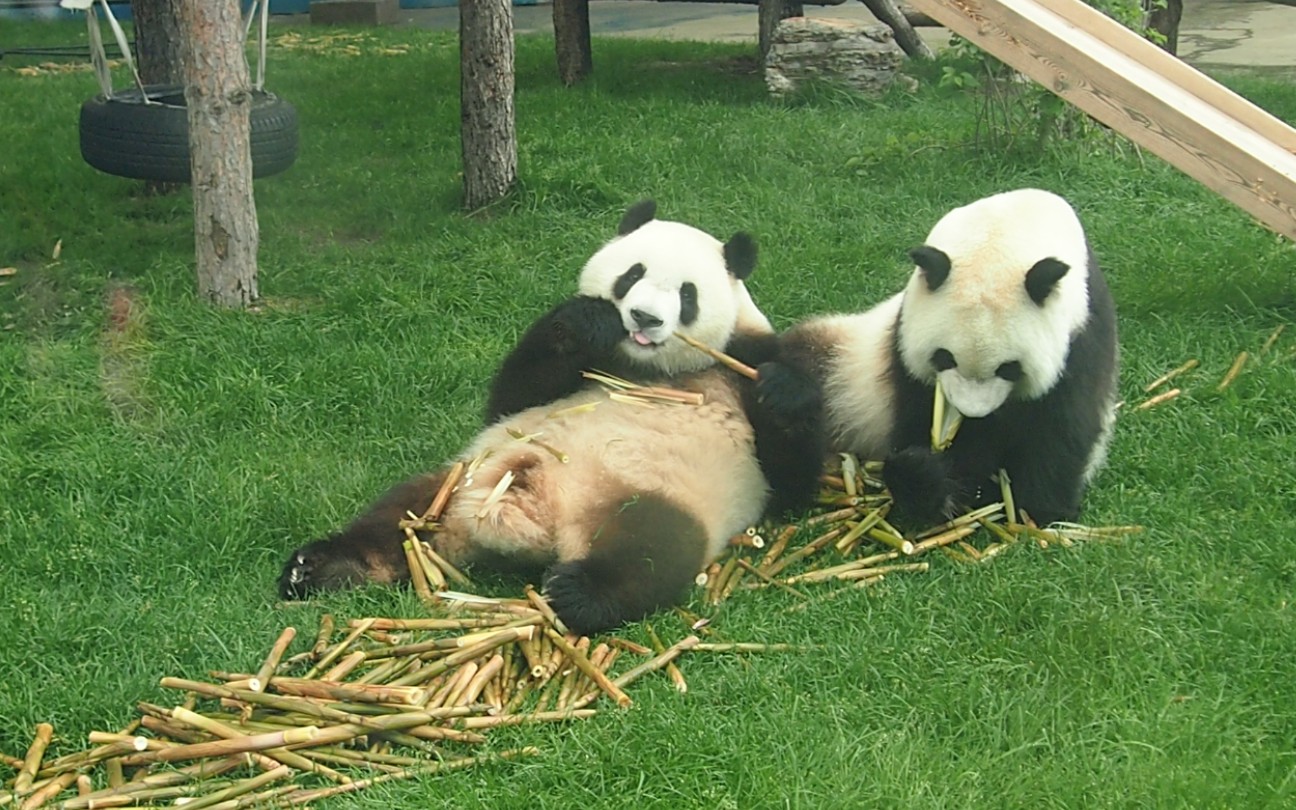 活动  【大熊猫 七巧七喜】草原格格们的大脸暴击,可爱的吃播!