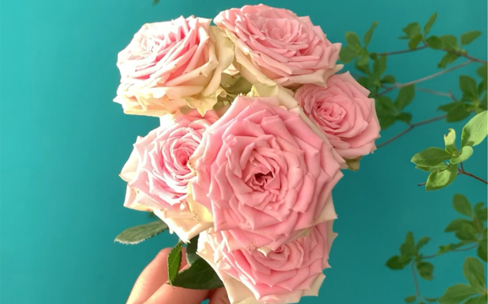 每天带你认识一种鲜花之多头玫瑰芙蕾雅_哔哩哔哩_bilibili