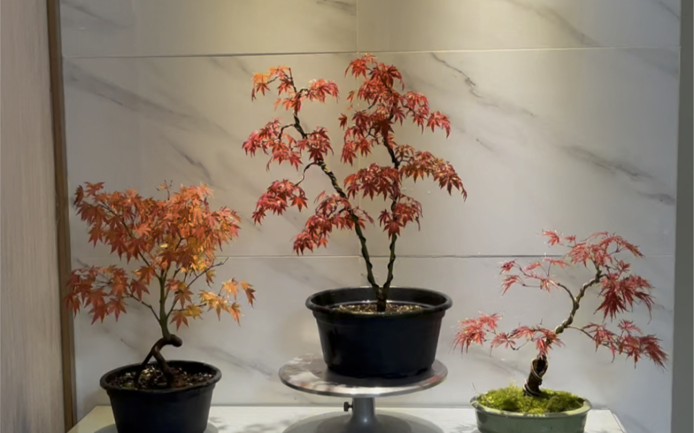 枫树日笠山变色啦