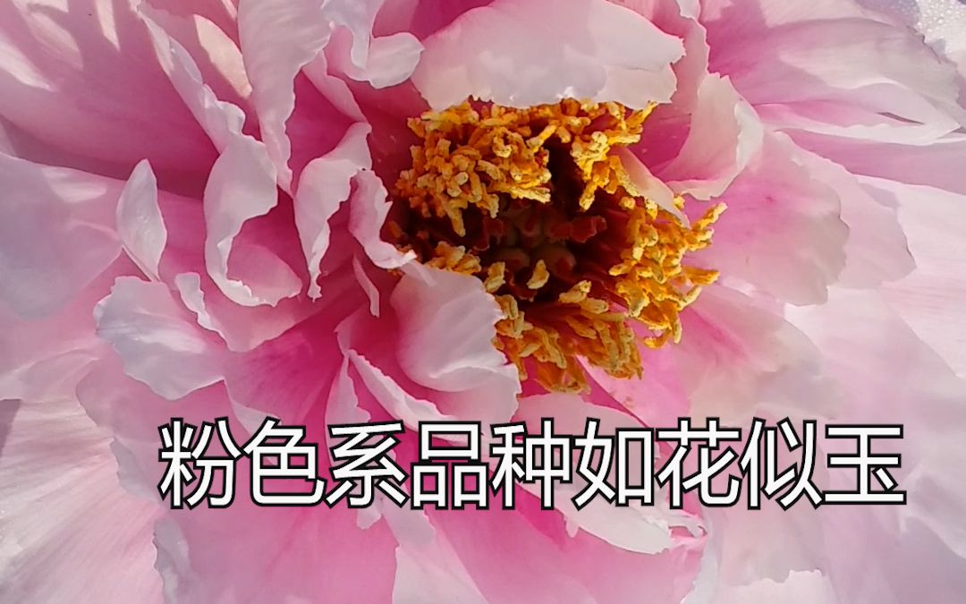 牡丹品种如花似玉,花开的非常娇嫩哔哩哔哩bilibili