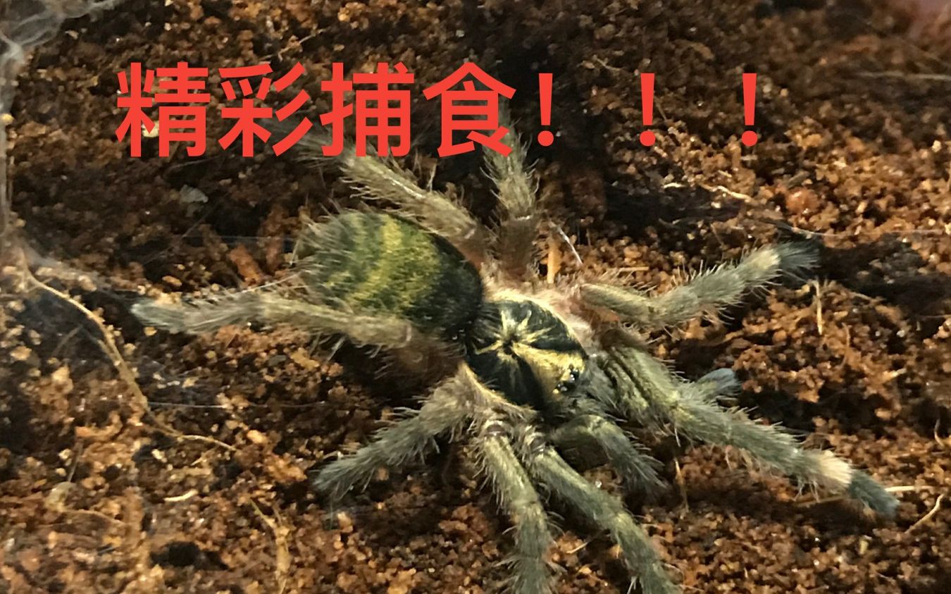 【捕食啦】捕鸟蛛喂食日常