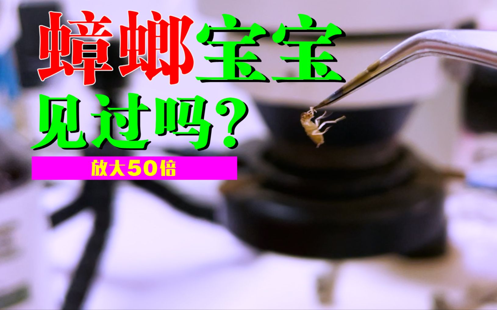 蟑螂宝宝你见过吗?把它放大50倍看,好可爱哔哩哔哩bilibili