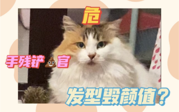 如何自己给猫剪毛教程(bushi哔哩哔哩bilibili