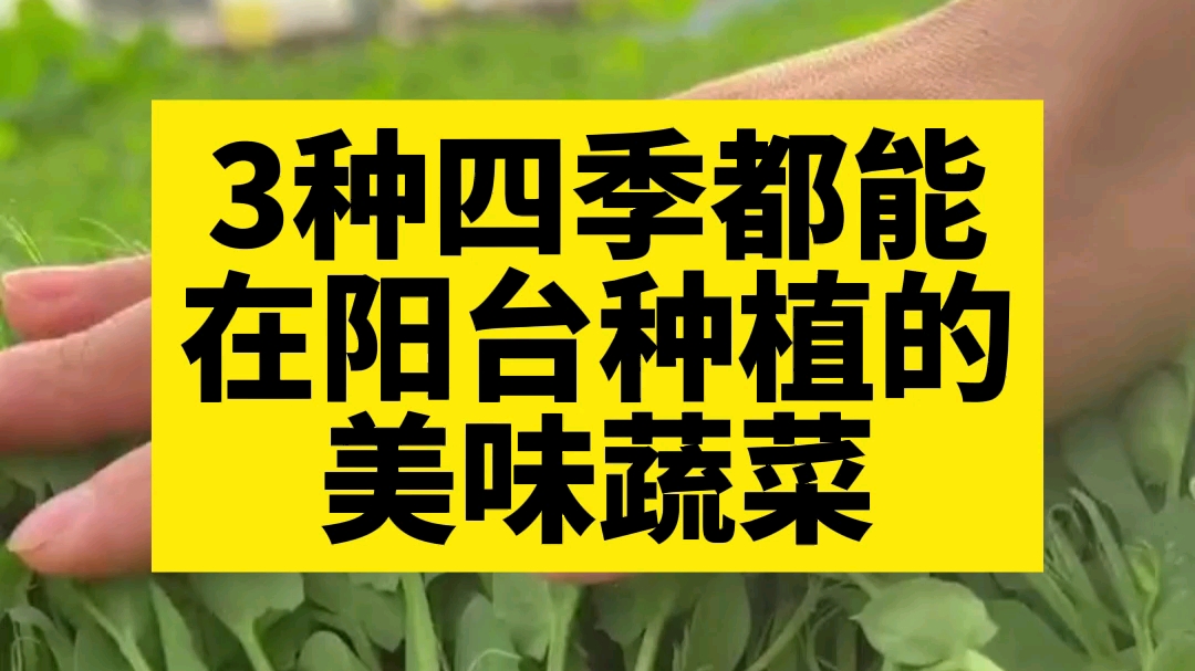 3种一年四季都能在阳台种植的美味蔬菜,你种上了吗?哔哩哔哩bilibili