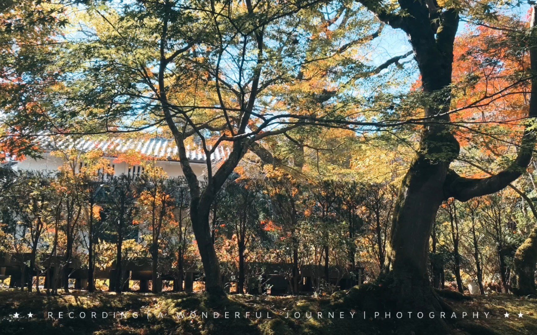 久违的晴天 京都 常寂光寺 圆德院 看到了最美的绿光橙红的枫叶美景
