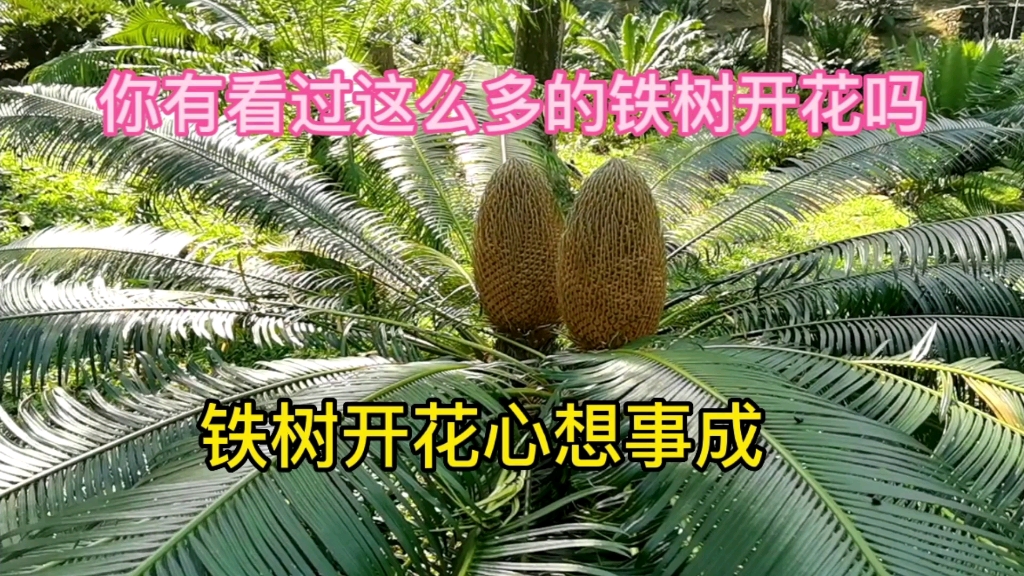 深圳仙湖植物园的铁树开了好多花哔哩哔哩bilibili