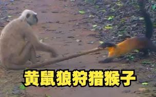 Download Video: 黄鼠狼狩猎猴子，猴子毫无还手之力，真的是一物降一物