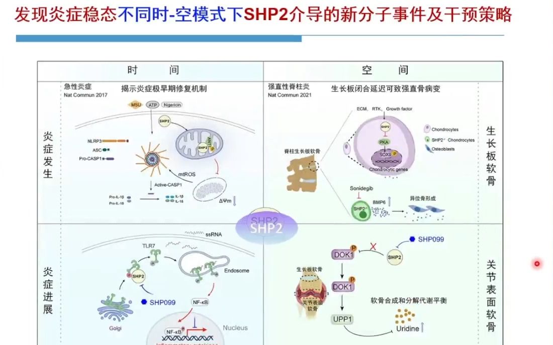 20230512南京大学孙洋磷酸酶SHP2在炎症性疾病中靶标属性的探讨哔哩哔哩bilibili