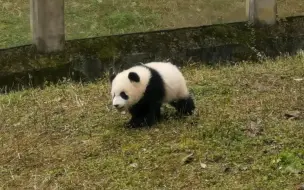 Download Video: 【大熊猫二顺一家】怀念今年2月及以前的看猫环境～纯粹，耳边也没有呜呜喳喳的各种声音！还能回得去吗？