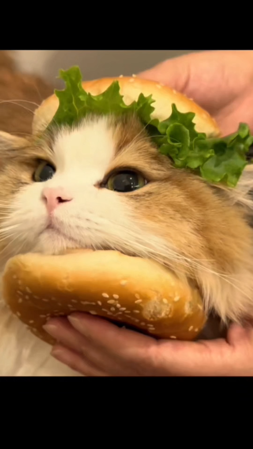 小猫,你可以吃芝士汉堡