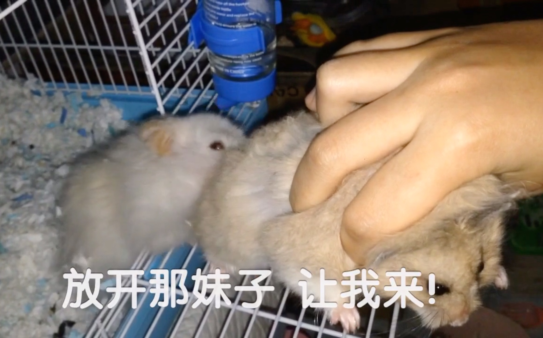 仓鼠金丝熊又发情的七七男欢女爱老夫老妻日常vlog