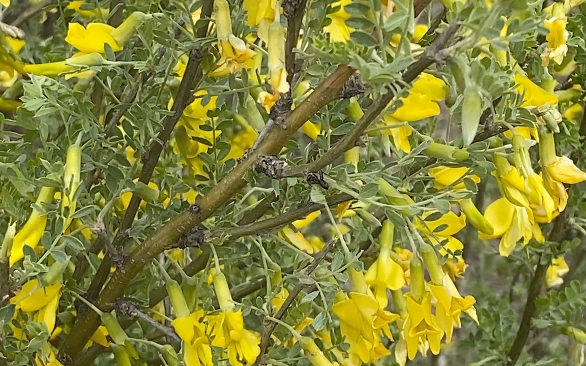 沉醉在柠条丛中