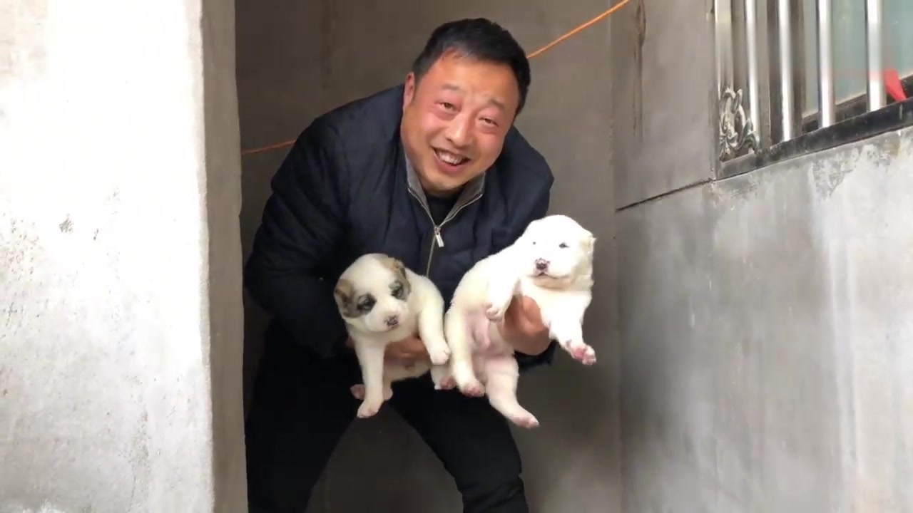 欣赏下中亚犬和它的孩子们,这种犬特好斗,出生24天就知道撕咬了哔哩哔哩bilibili