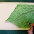 水彩  叶片上的水滴画法