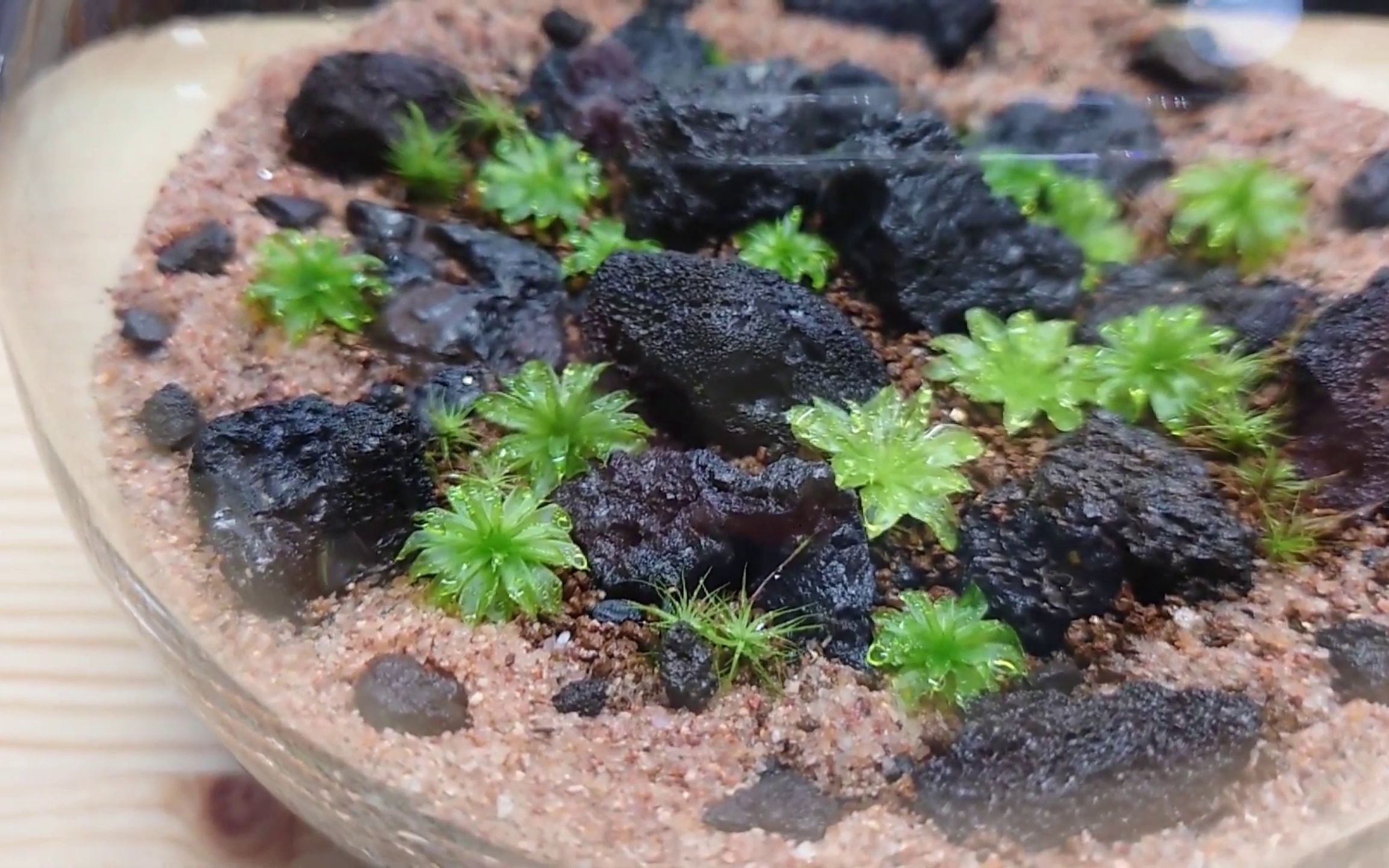 微景观 苔藓微景观 大叶藓主景制作