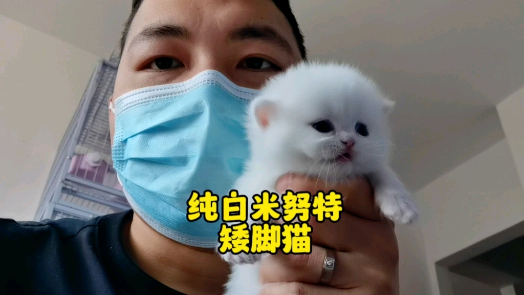 米努特矮脚猫如何分辨!宠物店卖最少1达不溜以上哔哩哔哩bilibili