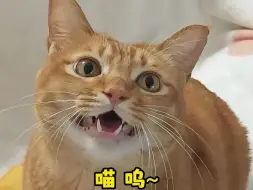 Video herunterladen: 和猫猫唱歌：缓缓飘落的枫叶像思念~