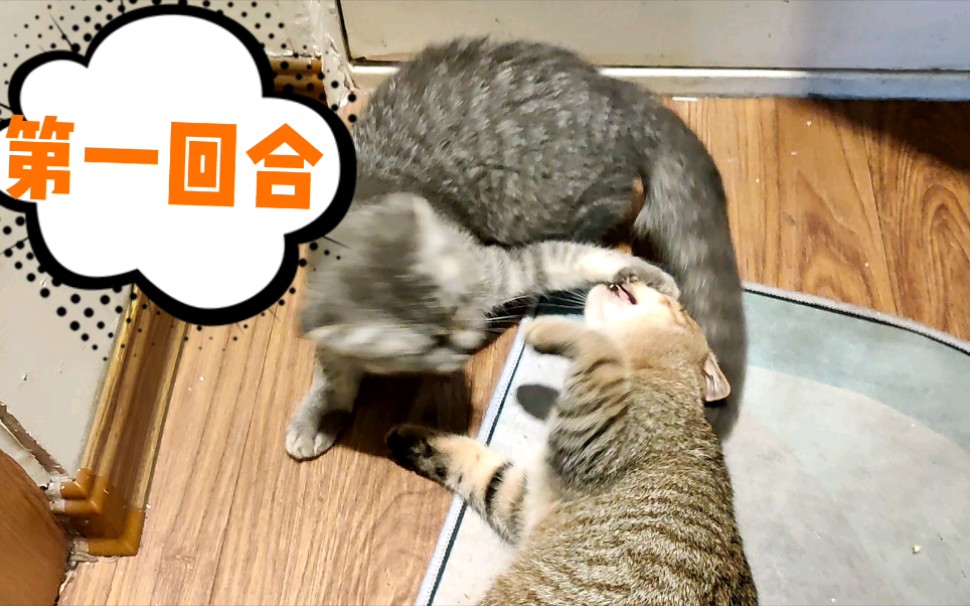 看小猫咪大战哪个赢了超解压