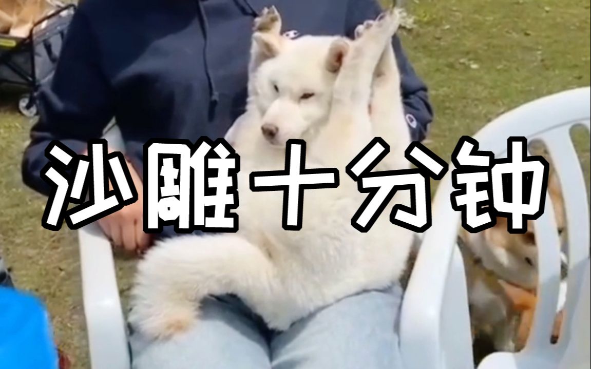 沙雕迷惑行为大赏伤害不大但侮辱性极强