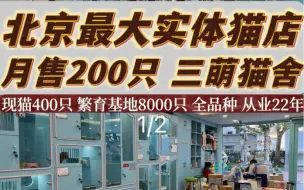 Download Video: 北京最大的实体猫店 月销200只三萌猫舍 第一集