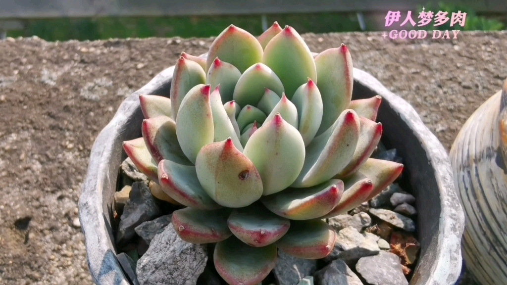 女美月露姿容共赏多肉怡养性情