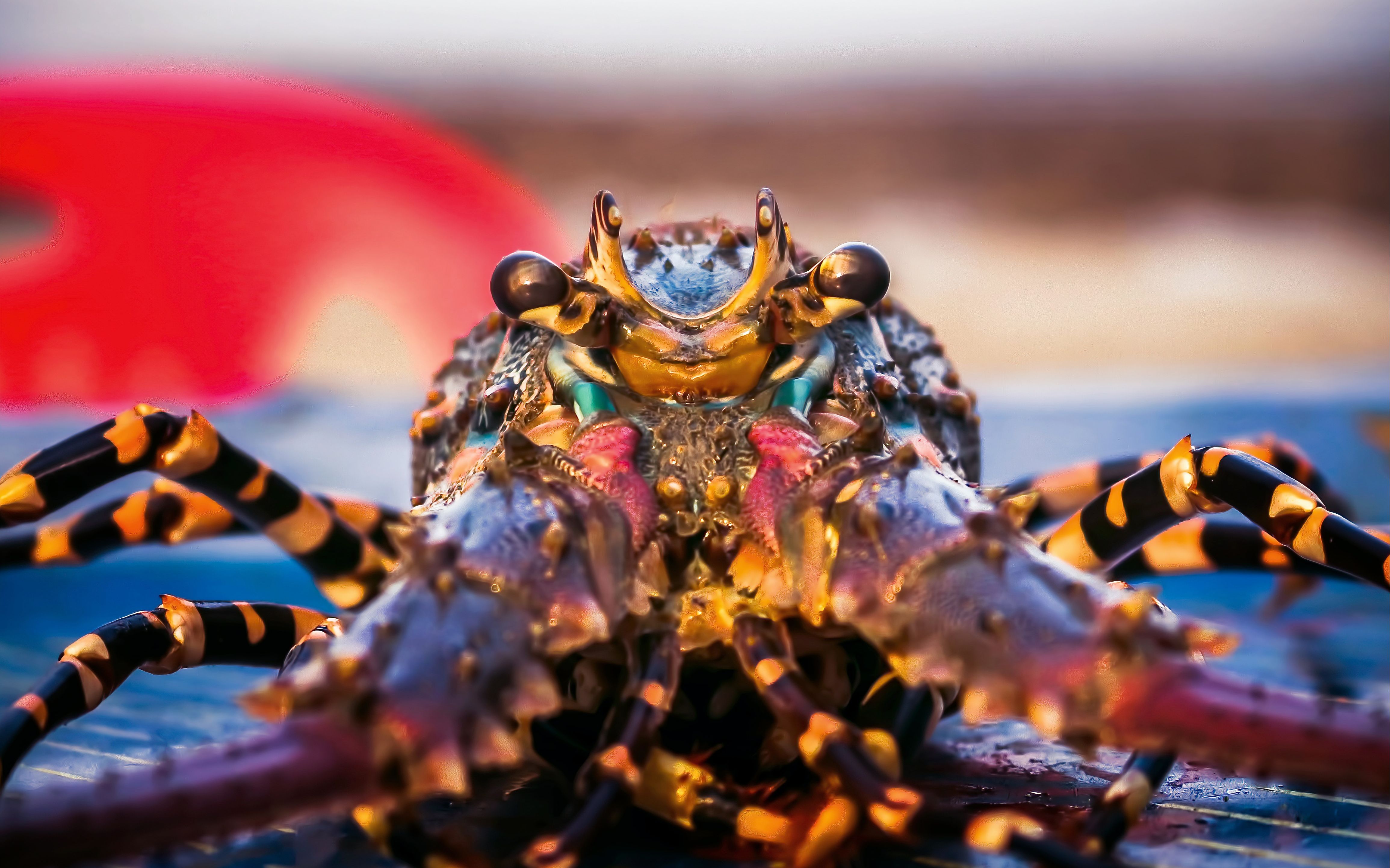 虾中的顶级掠食者雀尾螳螂虾颠覆你对虾的认知