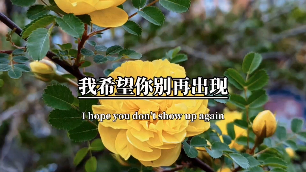 我希望你别再出现,别再打扰我的生活#情感#情感语录