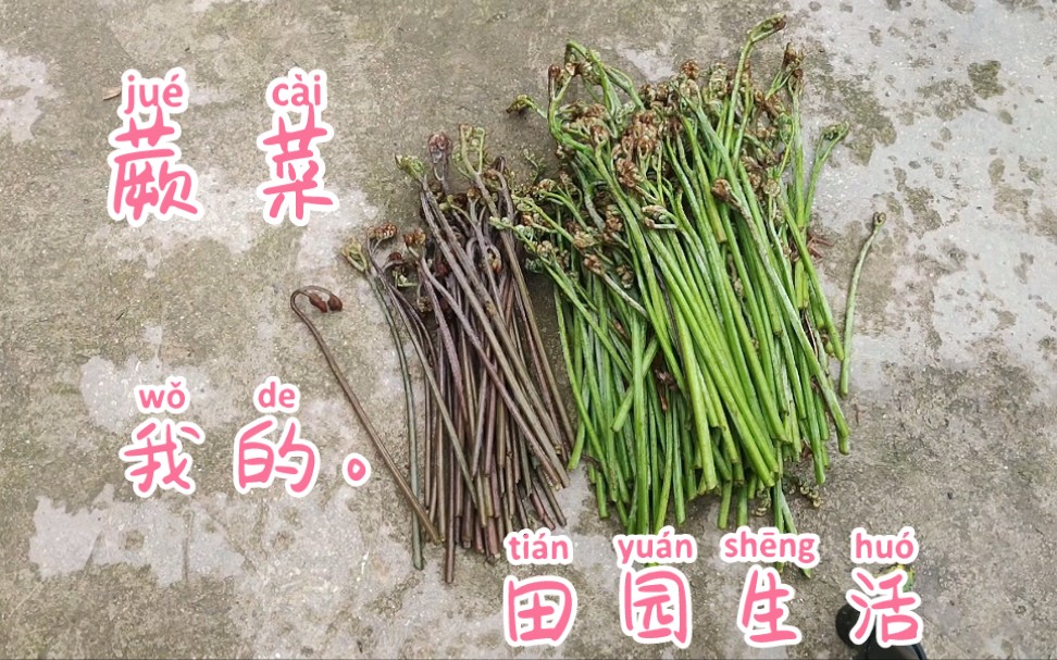 山上的野菜长势喜人,两种颜色的蕨菜?哪一种口感更好吃呢?哔哩哔哩bilibili