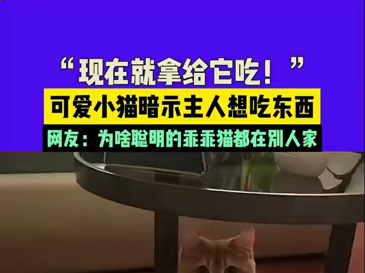 “现在就拿给它吃!”可爱小猫暗示主人想吃东西.网友:为啥聪明的乖乖猫都在别人家.哔哩哔哩bilibili