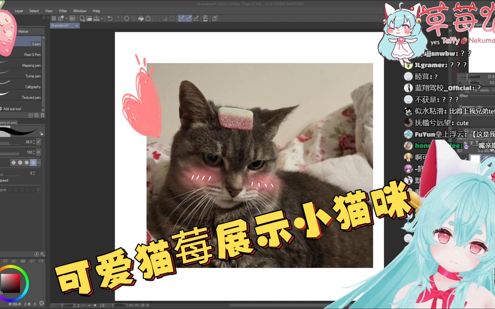 【草莓猫Taffy】可爱猫莓直播展示自己的小猫咪哔哩哔哩bilibili