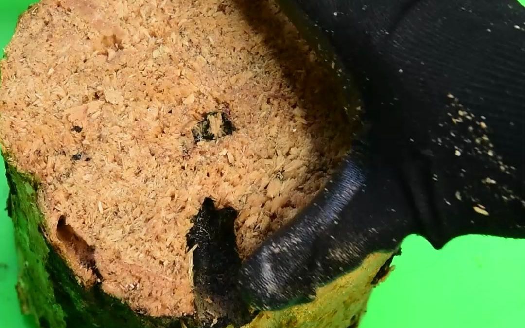 鸡母虫饲料大集合_哔哩哔哩_bilibili