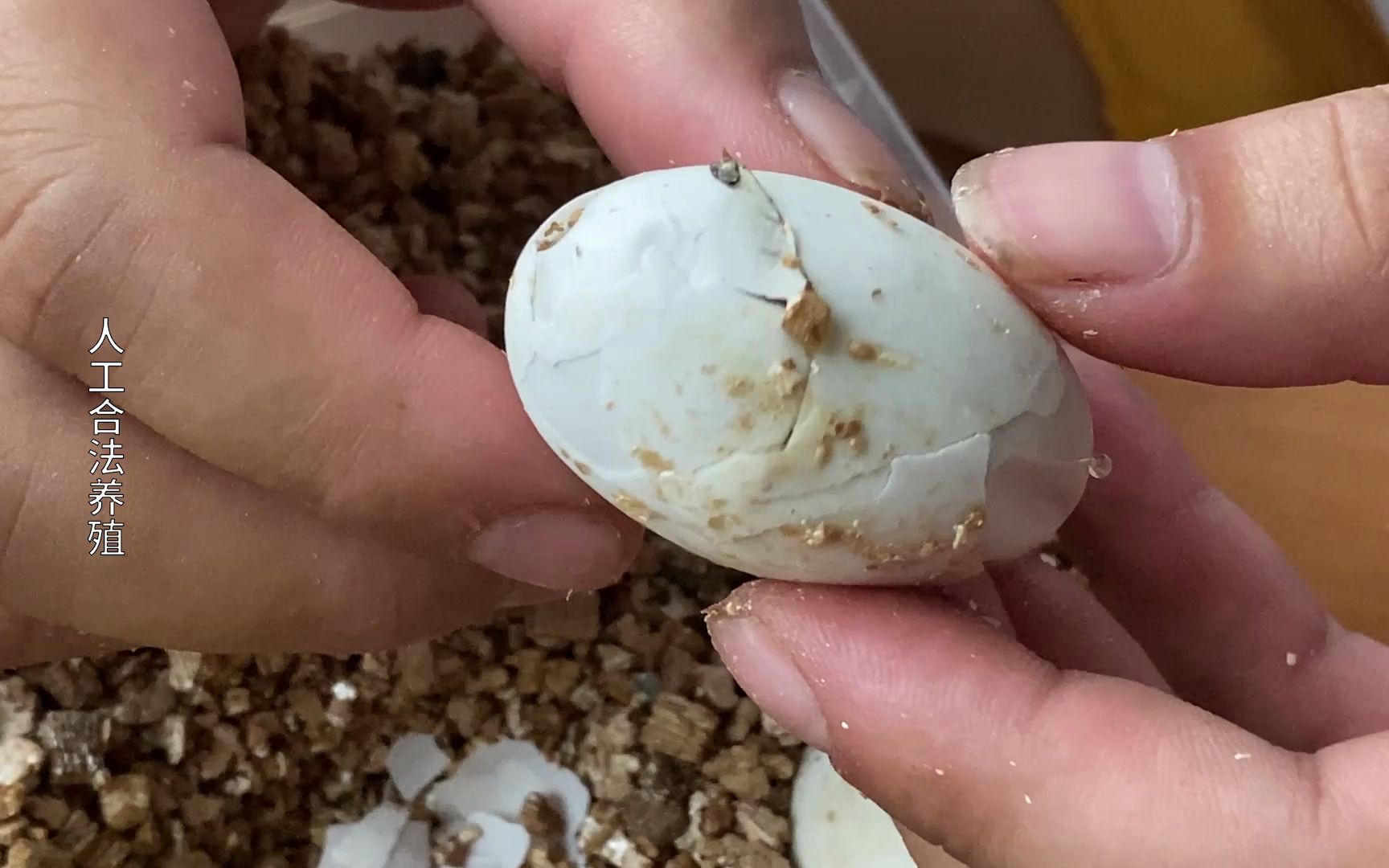 检查一下金钱龟蛋,似乎破壳早了不少