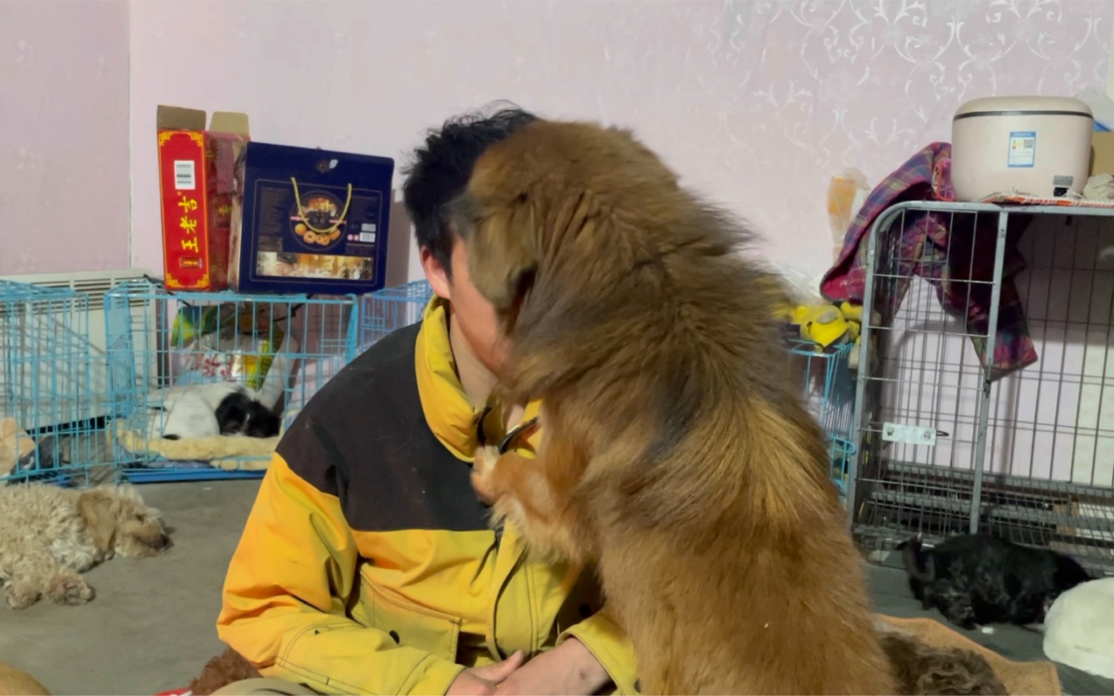 难道救助流浪狗连回家祭拜爸妈都不可以了吗?