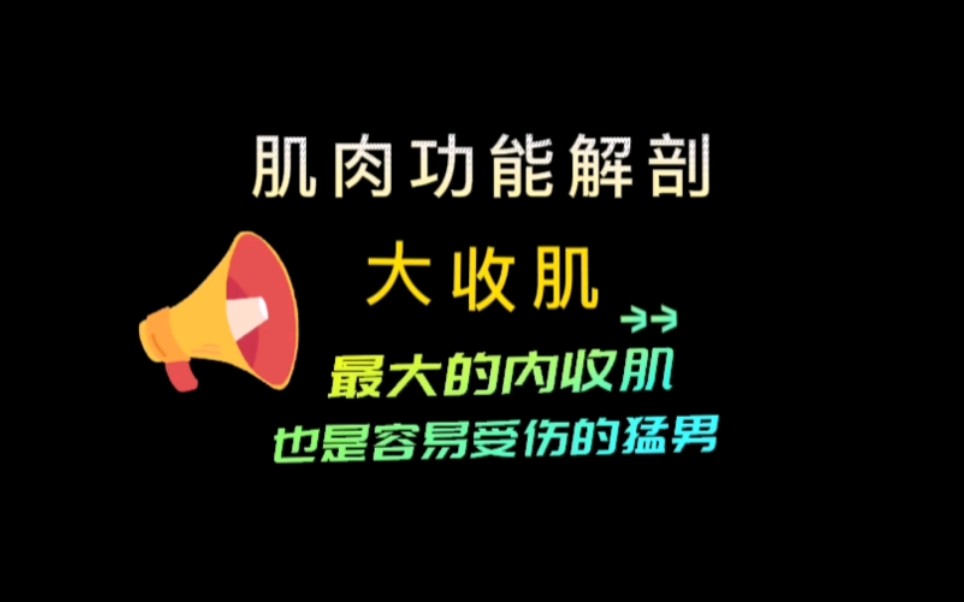 从22个角度带你学习内收肌哔哩哔哩bilibili