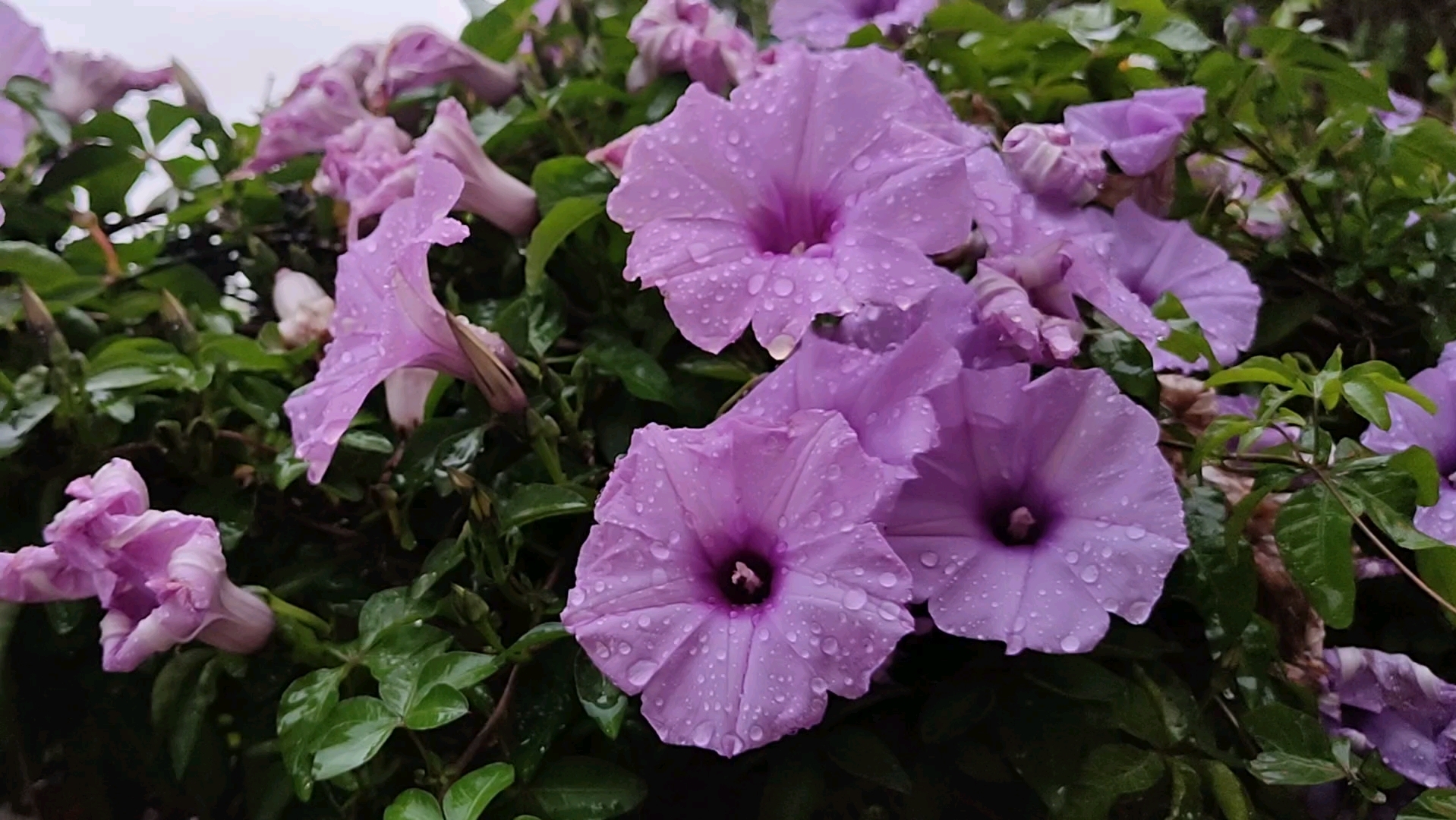 雨天牵牛花