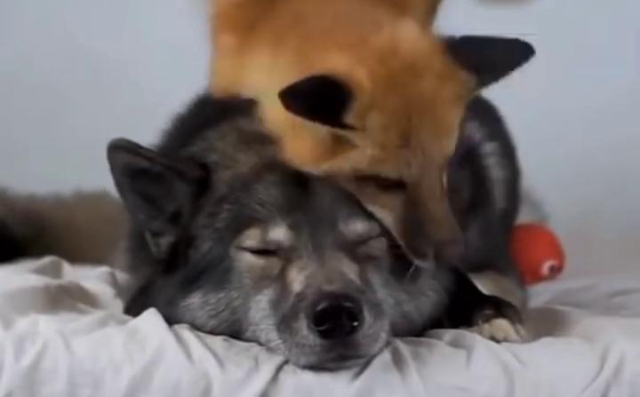 [图]Ninja the wolf calmly plays with Leotie the fox