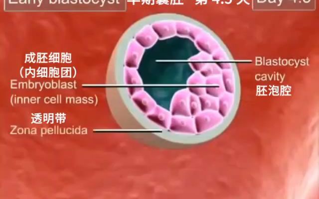 [图]【胚胎学动画】（中文字幕）02 卵裂和囊胚形成 Cleavage and blastocyst formation - Medical Animations