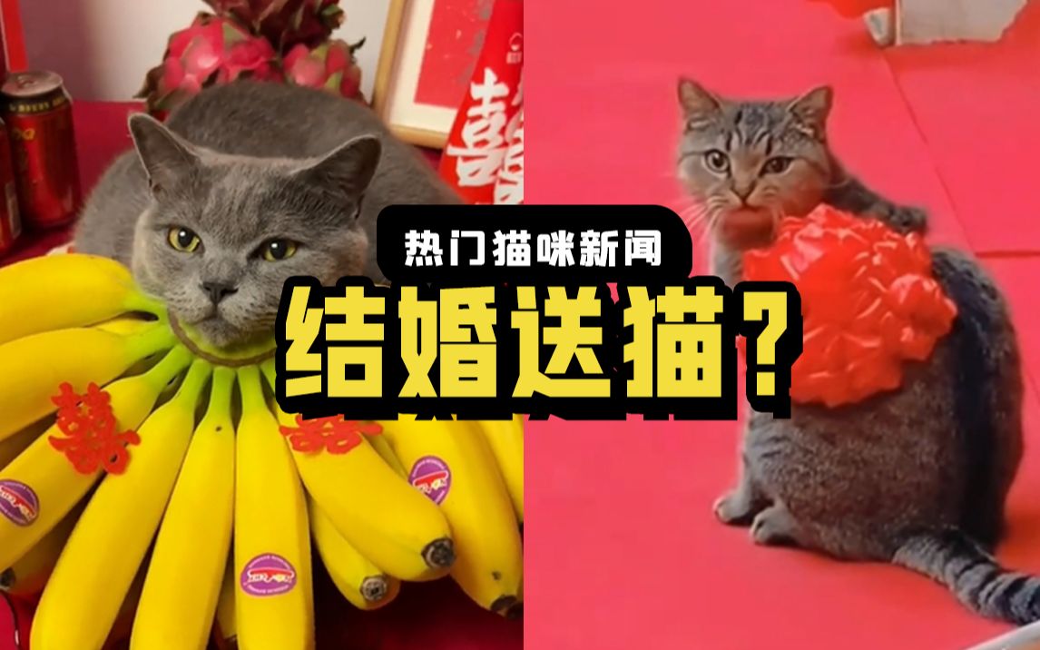 彩礼猫和嫁妆猫打架,新娘该帮谁呢?哔哩哔哩bilibili