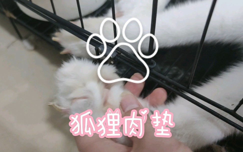 【北极狐】揉狐狸粉色肉垫垫!