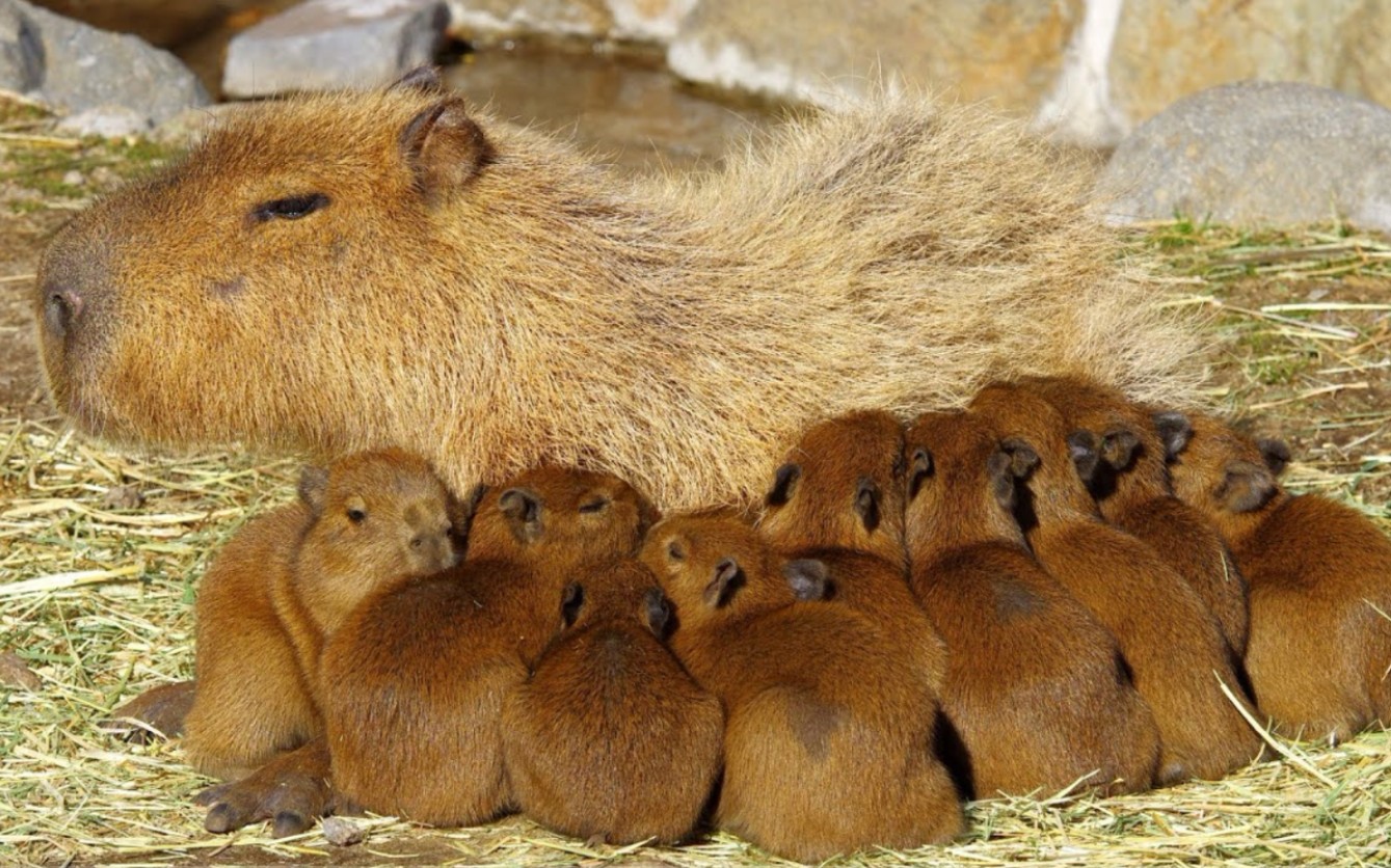 伊豆動物園的水豚麻麻和她的十一隻幼崽