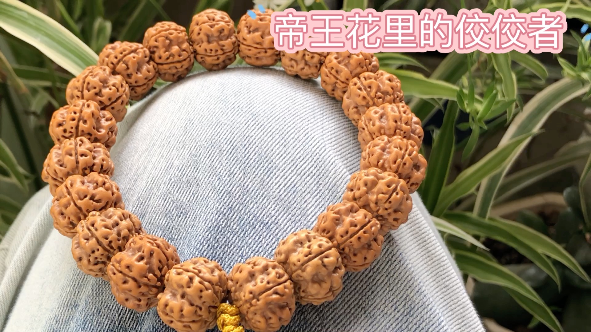 天花板级别的帝王花小金刚肉度饱满皮质密度油性高