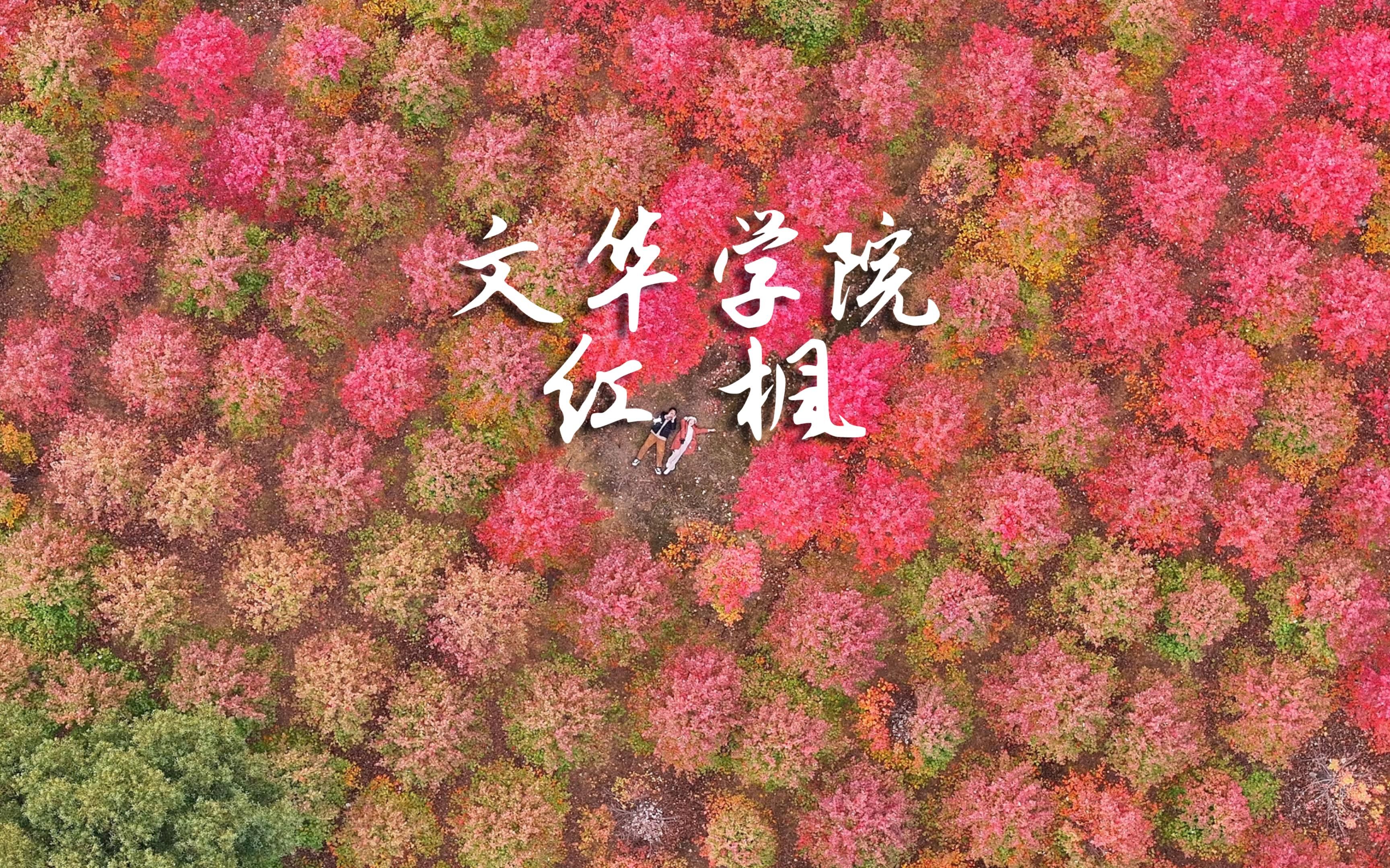 文华学院的枫叶红了