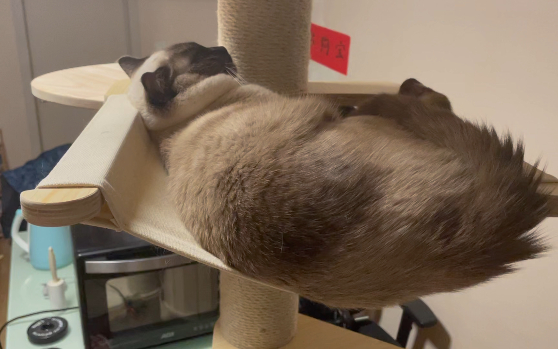 睡觉总得发掘新姿势猫咪睡的才舒服呀