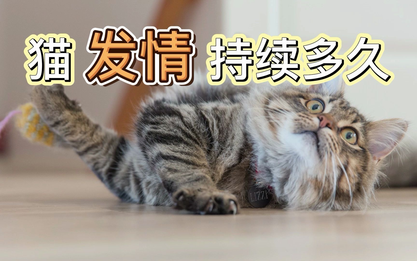 猫发情持续多久哔哩哔哩bilibili