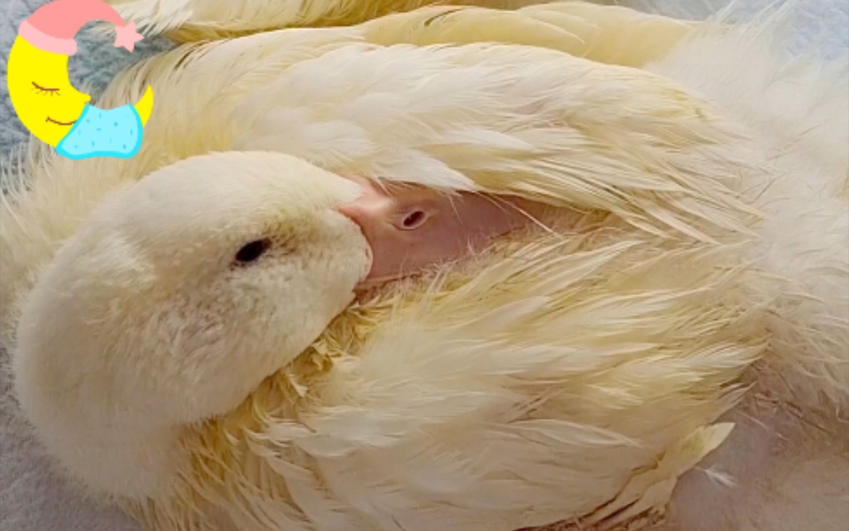 【萌鸭睡播】鸭鸭们,凑在一起呼呼大睡