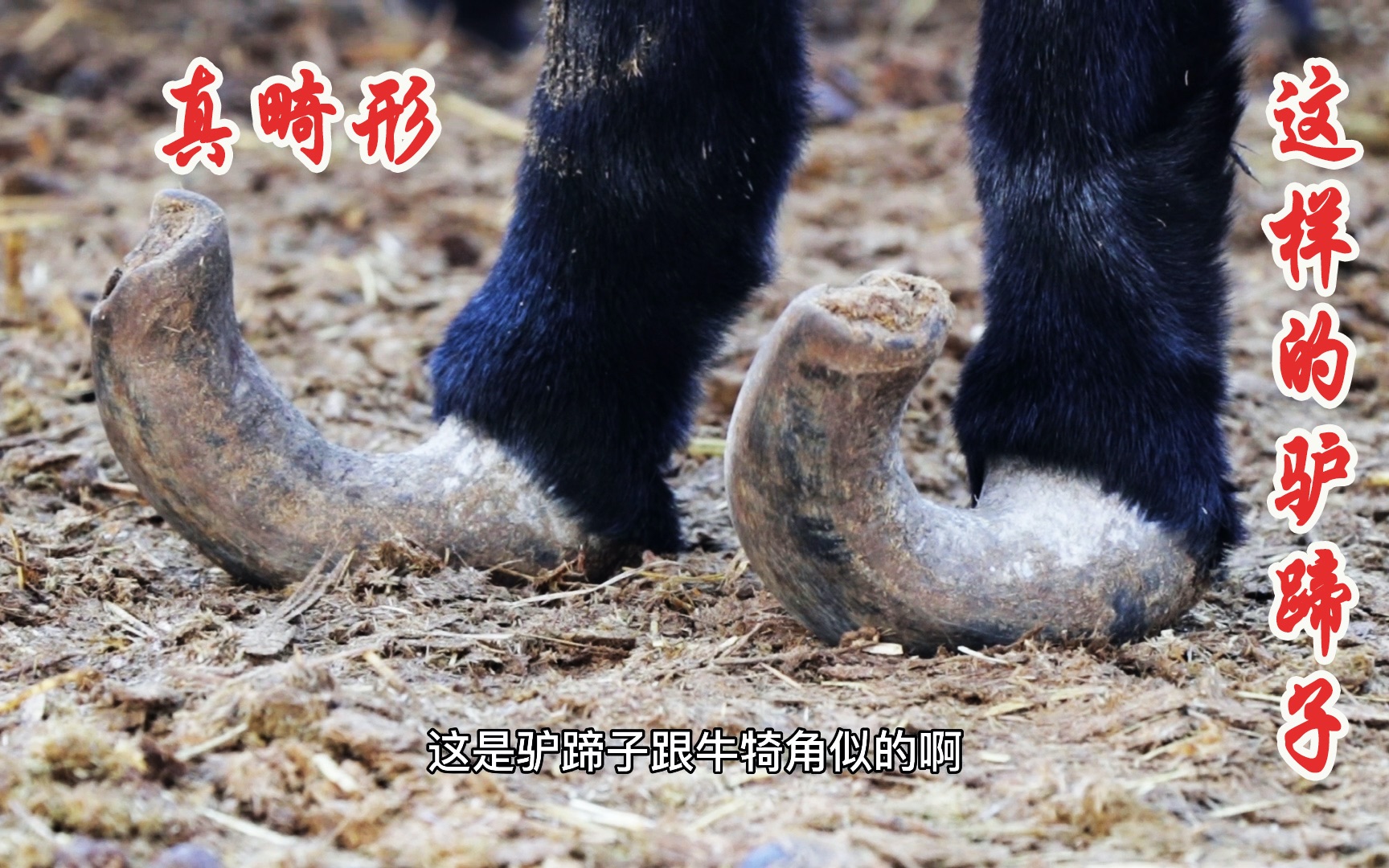 驴蹄长得像牛犄角,走路就是受罪!